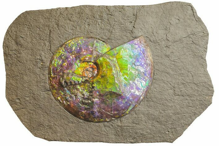 Brilliant Ammonite Fossil On Shale - Precious Ammolite! #350850